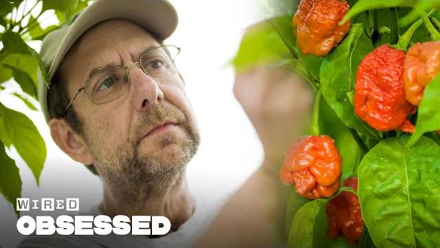 How this guy made the world's hottest peppers | obsessed | wired How this guy made the world's hottest peppers | obsessed | wired