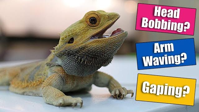 Bearded dragon behaviors explained Bearded dragon behaviors explained
