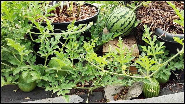 Новый способ посадки арбуза! завалят урожаем даже в холодном климате! забудьте про прививку арбузов! Новый способ посадки арбуза! завалят урожаем даже в холодном климате! забудьте про прививку арбузов!