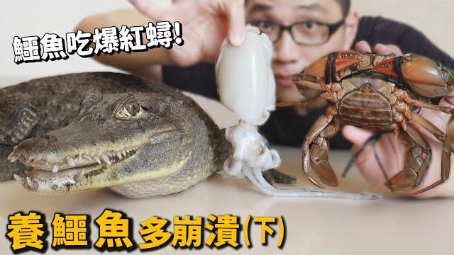 【崩潰飼養日記】鱷魚(下)鱷魚吃紅蟳?透抽?虱目魚?六種水產!鱷魚蛋!河口鱷開箱!【許伯簡芝】 【崩潰飼養日記】鱷魚(下)鱷魚吃紅蟳?透抽?虱目魚?六種水產!鱷魚蛋!河口鱷開箱!【許伯簡芝】