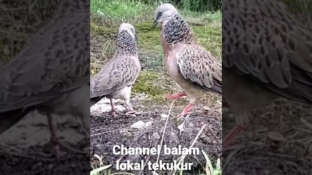 Pikat tekukur vs burung sawit Pikat tekukur vs burung sawit