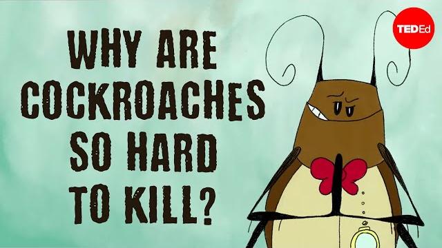 Why are cockroaches so hard to kill? - ameya gondhalekar Why are cockroaches so hard to kill? - ameya gondhalekar