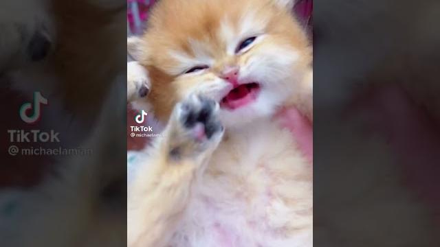 Miuuuuu #babycatsound #cute #short Miuuuuu #babycatsound #cute #short