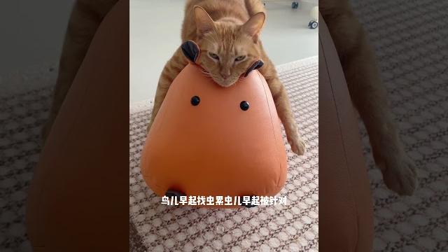 继续睡继续废辰#摆烂的一天又开始了 #铲屎官的乐趣 #猫咪的迷惑行为 #奇葩睡姿 #橘猫 继续睡继续废辰#摆烂的一天又开始了 #铲屎官的乐趣 #猫咪的迷惑行为 #奇葩睡姿 #橘猫