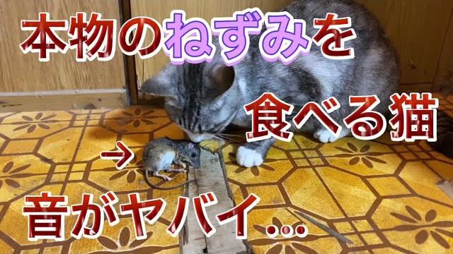 【asmr】本物のネズミを食べる猫ねずみの骨を噛み砕く音がやばすぎる… 【asmr】本物のネズミを食べる猫ねずみの骨を噛み砕く音がやばすぎる…