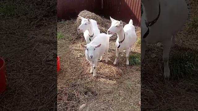 Видео от ветеринара. куда ставить уколы козе. ссылка на инстаграм вета в описании под роликом Видео от ветеринара. куда ставить уколы козе. ссылка на инстаграм вета в описании под роликом