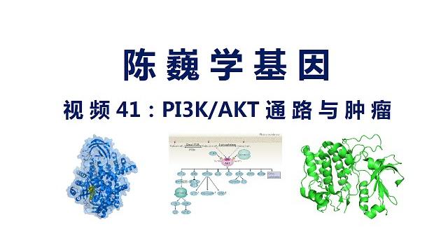 【陈巍学基因】视频41:pi3k-akt信号通路与肿瘤 【陈巍学基因】视频41:pi3k-akt信号通路与肿瘤