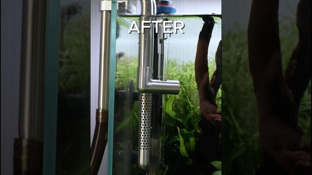 Stainless steel lily pipes are a game changer? #aquascape #aquarium #aquaticplants #aquascaping Stainless steel lily pipes are a game changer? #aquascape #aquarium #aquaticplants #aquascaping
