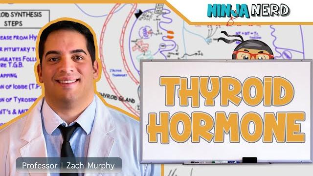 Endocrinology | synthesis of thyroid hormone Endocrinology | synthesis of thyroid hormone