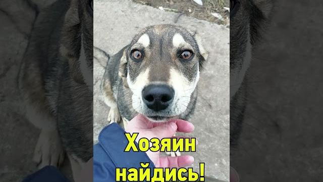 Луховицы замечена собака Луховицы замечена собака