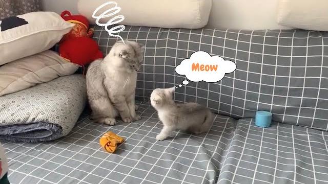 Kitten meowing for mom Kitten meowing for mom