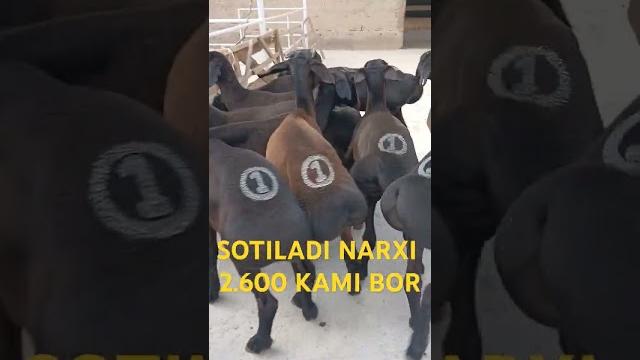 94 034 61 61 #tergachi #shahidon #bozori #narxlari #qozi #zotli #qoyboqish #qoylar narxlari ####### 94 034 61 61 #tergachi #shahidon #bozori #narxlari #qozi #zotli #qoyboqish #qoylar narxlari #######