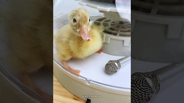 This family found a strange egg in their backyard… then This family found a strange egg in their backyard… then