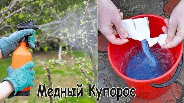 Обработка деревьев медным купоросом весной от вредителей как развести медный купорос лукошко советов Обработка деревьев медным купоросом весной от вредителей как развести медный купорос лукошко советов