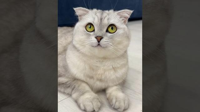 #cat #cats #cat #cats