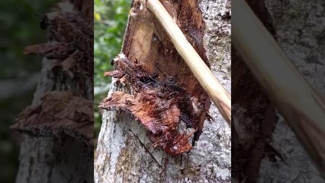 Ngambil pulut burung dari pohon bendo Ngambil pulut burung dari pohon bendo
