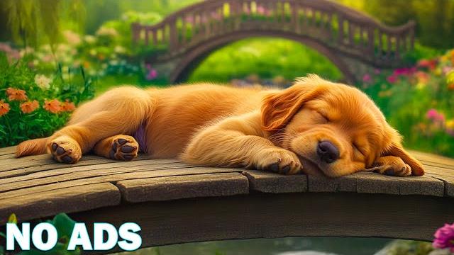 12 hours of dog relaxation musicpeaceful music for restful sleepbest anti anxiety solution 12 hours of dog relaxation musicpeaceful music for restful sleepbest anti anxiety solution