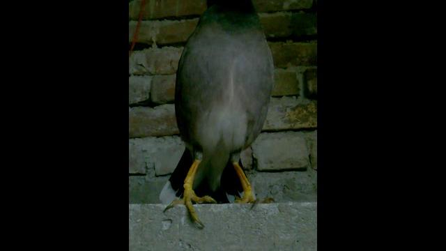 Amader chotto salik paki Amader chotto salik paki