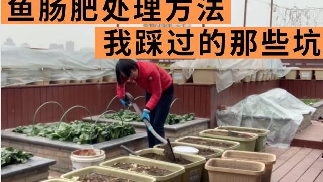 养花种菜最喜欢鱼肠肥,高磷高钾肥效好,制作方法一定要注意 养花种菜最喜欢鱼肠肥,高磷高钾肥效好,制作方法一定要注意