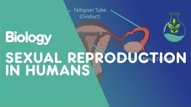 Sexual reproduction humans | genetics | biology | fuseschool Sexual reproduction humans | genetics | biology | fuseschool