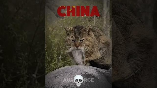 Cats can’t have race Cats can’t have race
