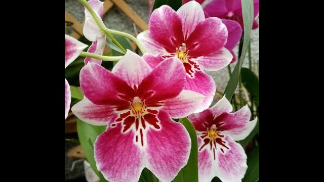 Orchids that make you smile Orchids that make you smile