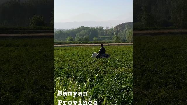 Riding donkey 🫏. #afghanistan #donkey #riding #entertainment #vilagevlogs #funnyshorts #lol Riding donkey 🫏. #afghanistan #donkey #riding #entertainment #vilagevlogs #funnyshorts #lol