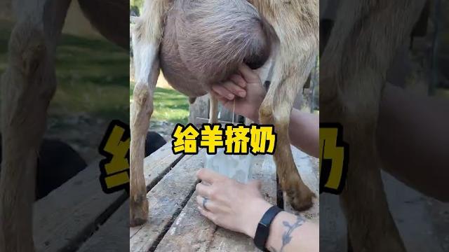 一个动作就能让羊群乖乖挤奶 #动物 #挤羊奶 #解压 #全球看点 #有趣 一个动作就能让羊群乖乖挤奶 #动物 #挤羊奶 #解压 #全球看点 #有趣