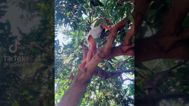 Tik tok cewek panjat pohon kelihatan cd Tik tok cewek panjat pohon kelihatan cd