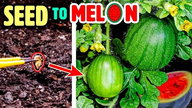 Growing watermelon plant time lapse - seed to fruit (110 days) Growing watermelon plant time lapse - seed to fruit (110 days)