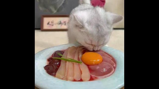 干饭小猫上岗#喂猫日记 #馋猫猫 #小猫饿了 #胖猫日常 干饭小猫上岗#喂猫日记 #馋猫猫 #小猫饿了 #胖猫日常