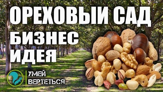 Ореховый сад / бизнес идея Ореховый сад / бизнес идея