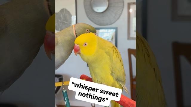 Beaker fumbles…again #talkingbird #talkingparrot #cuteanimals #funnyanimals #couplegoals #couple Beaker fumbles…again #talkingbird #talkingparrot #cuteanimals #funnyanimals #couplegoals #couple