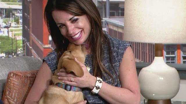 Roxy steals the show with puppy kisses for hollie strano Roxy steals the show with puppy kisses for hollie strano