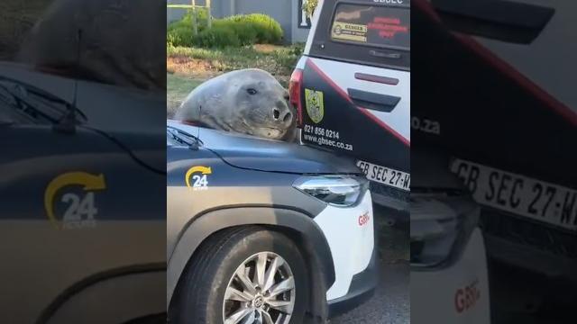 Big ass seal "frisky" is feeling sexy. #elephantseal #capetown #africa #love #sexywn #africa Big ass seal "frisky" is feeling sexy. #elephantseal #capetown #africa #love #sexywn #africa