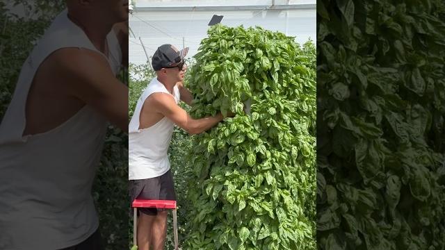 Maximizing basil cultivation by growing 450 bunches of basil per tower annually #basil #farming Maximizing basil cultivation by growing 450 bunches of basil per tower annually #basil #farming