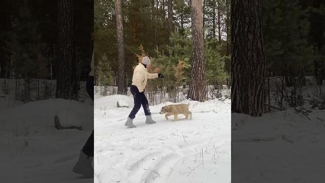 Щенок среднеазиатской овчарки 2 месяца из питомника #таежныйталисман учим щенка ходить на поводке Щенок среднеазиатской овчарки 2 месяца из питомника #таежныйталисман учим щенка ходить на поводке