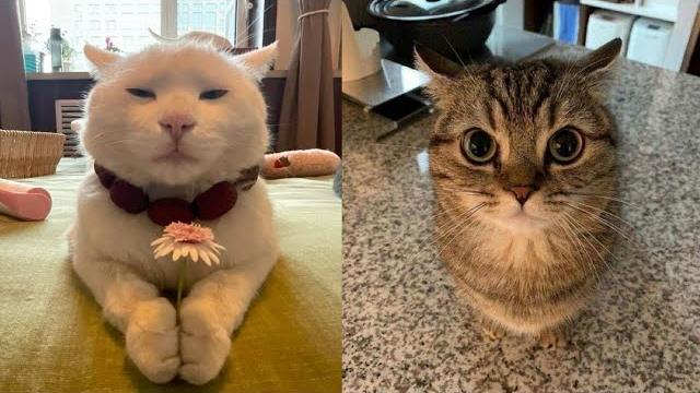 Try not to laugh new funny cats video - just cats part 14 Try not to laugh new funny cats video - just cats part 14