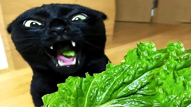 Cats try not to laugh impossible Cats try not to laugh impossible