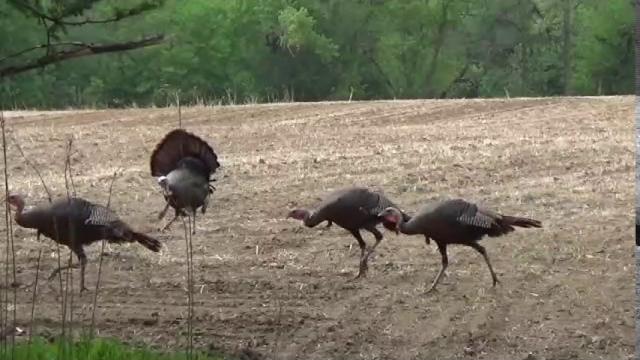 Rage vs muzzy - 2 arrows 1 turkey Rage vs muzzy - 2 arrows 1 turkey