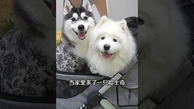 当家里多了一只哈士奇,萨摩耶会怎样? #萌宠 当家里多了一只哈士奇,萨摩耶会怎样? #萌宠