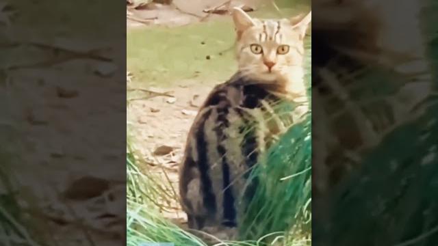 Самые смешные коты /приколы с котами/смешные животные 2023/funny cats/funniest cats/gatos engraçados Самые смешные коты /приколы с котами/смешные животные 2023/funny cats/funniest cats/gatos engraçados