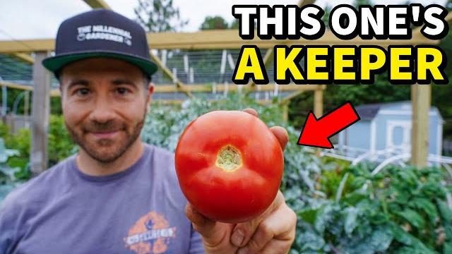 This new early tomato is the best i've ever grown! This new early tomato is the best i've ever grown!