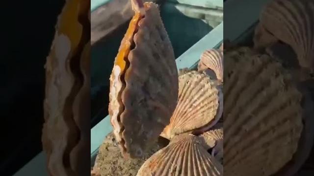 Orient live sea shell Orient live sea shell