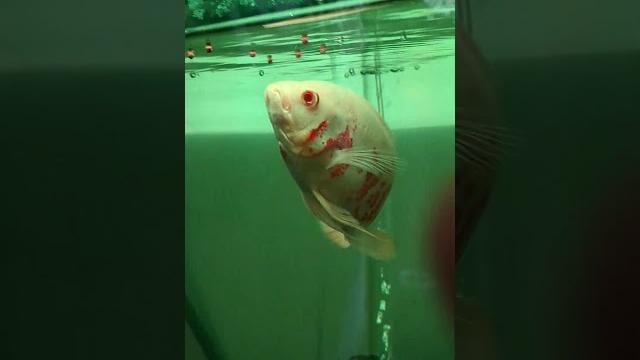 Oscar cich#fish feeding Oscar cich#fish feeding