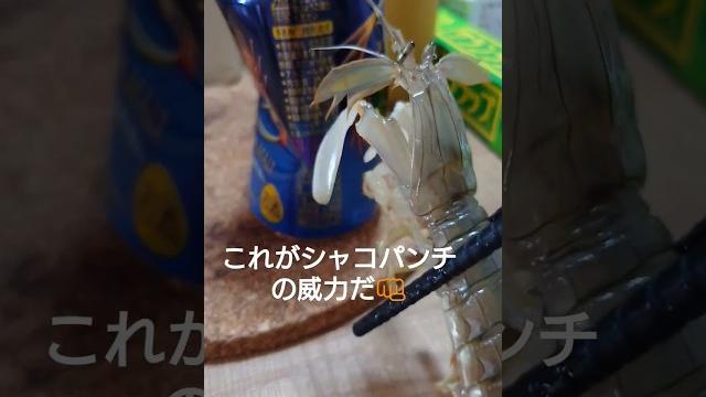 驚異の威力!? これがシャコパンチだ#shorts 驚異の威力!? これがシャコパンチだ#shorts