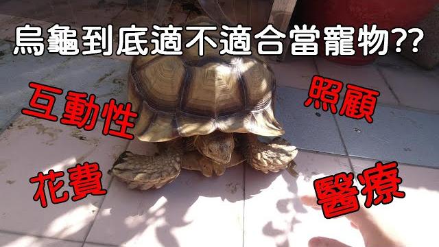 互動性!!花費!!照顧!!烏龜是好寵物???【九桃分享養爬蟲-《reptiles》】 互動性!!花費!!照顧!!烏龜是好寵物???【九桃分享養爬蟲-《reptiles》】