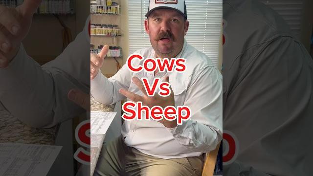 Cows vs sheep Cows vs sheep