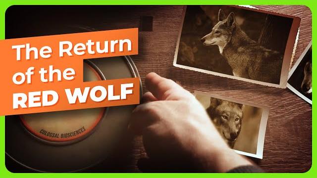 What you need to know about the red ‘ghost’ wolf What you need to know about the red ‘ghost’ wolf