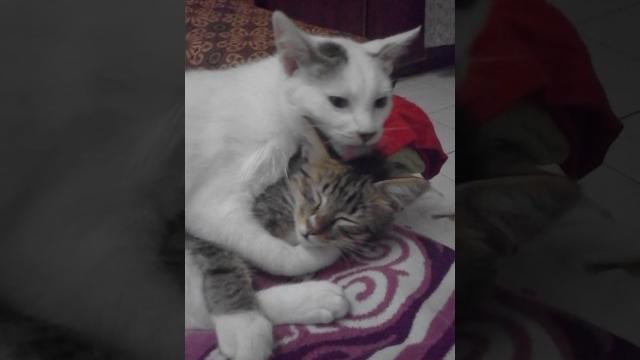 Gebu love his brother musang Gebu love his brother musang